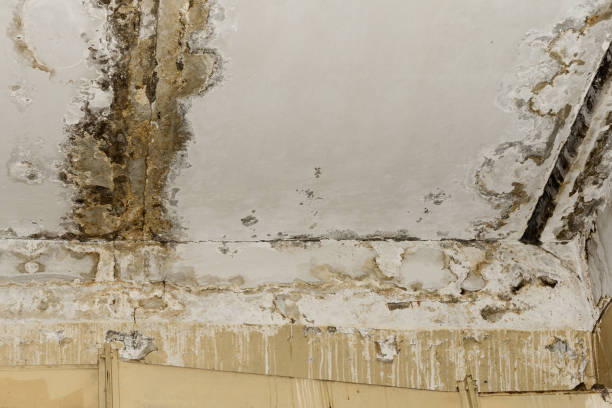 Best Mold Documentation for Insurance Claims  in Cordry Sweetwater Lakes, IN