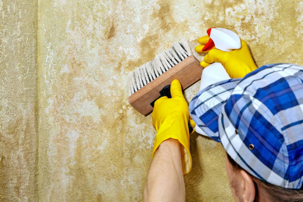 Best Mold-Related Health Consultation  in Cordry Sweetwater Lakes, IN