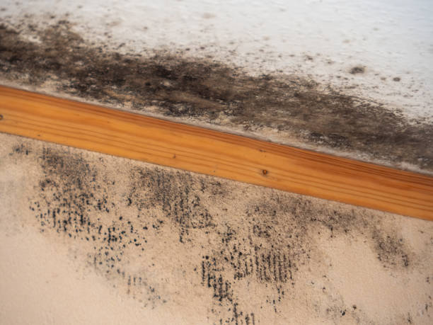 Best Asbestos and Lead Testing During Mold Inspection  in Cordry Sweetwater Lakes, IN