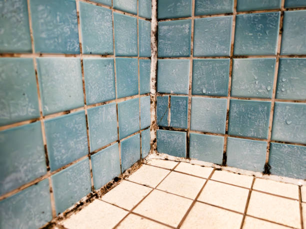 Reliable Cordry Sweetwater Lakes, IN Mold Removal Solutions