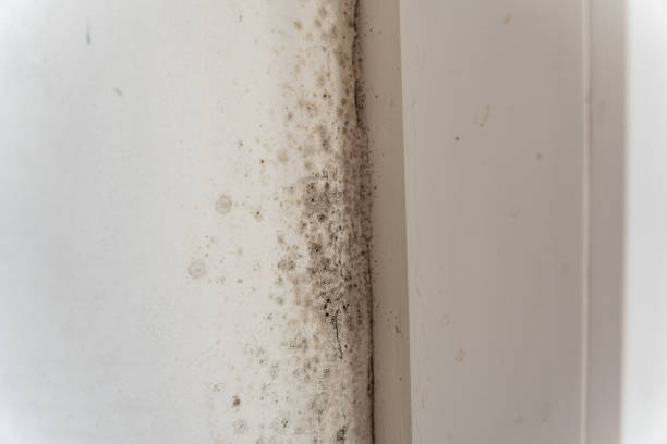Best Air Quality Testing for Mold Spores  in Cordry Sweetwater Lakes, IN