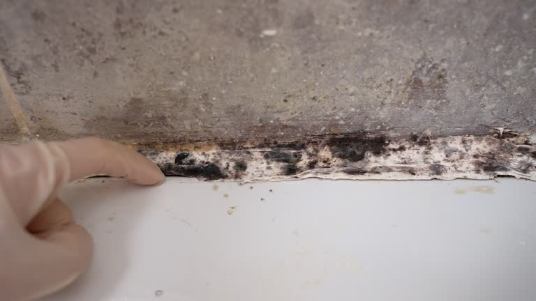 Mold Remediation for Rental Properties in Cordry Sweetwater Lakes, IN
