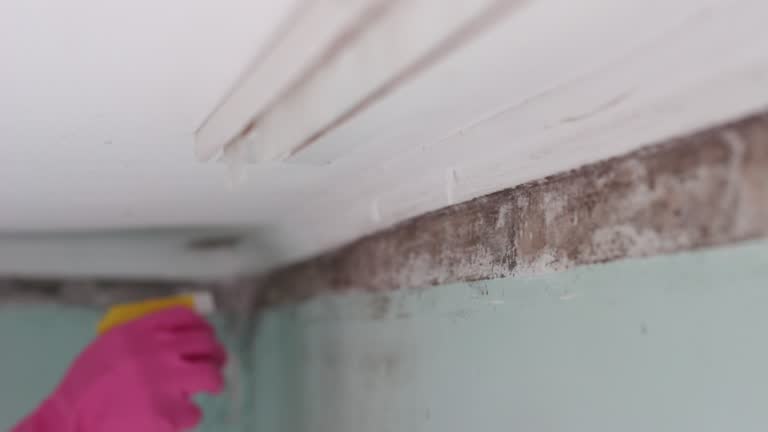 Best Comprehensive Air Testing for Mold Contaminants  in Cordry Sweetwater Lakes, IN