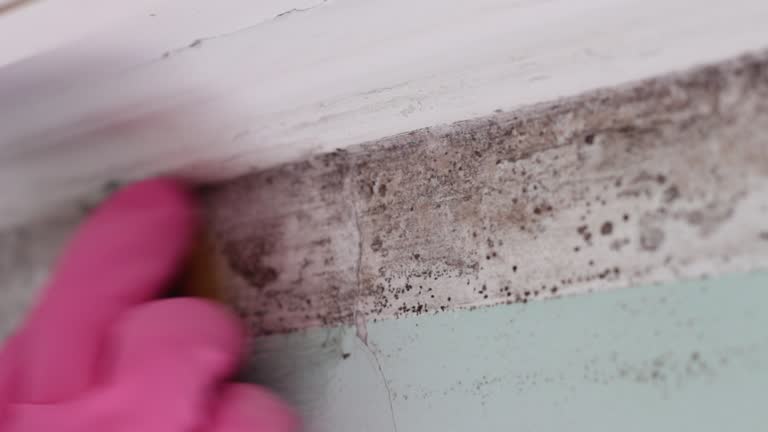 Best Commercial Mold Inspection  in Cordry Sweetwater Lakes, IN